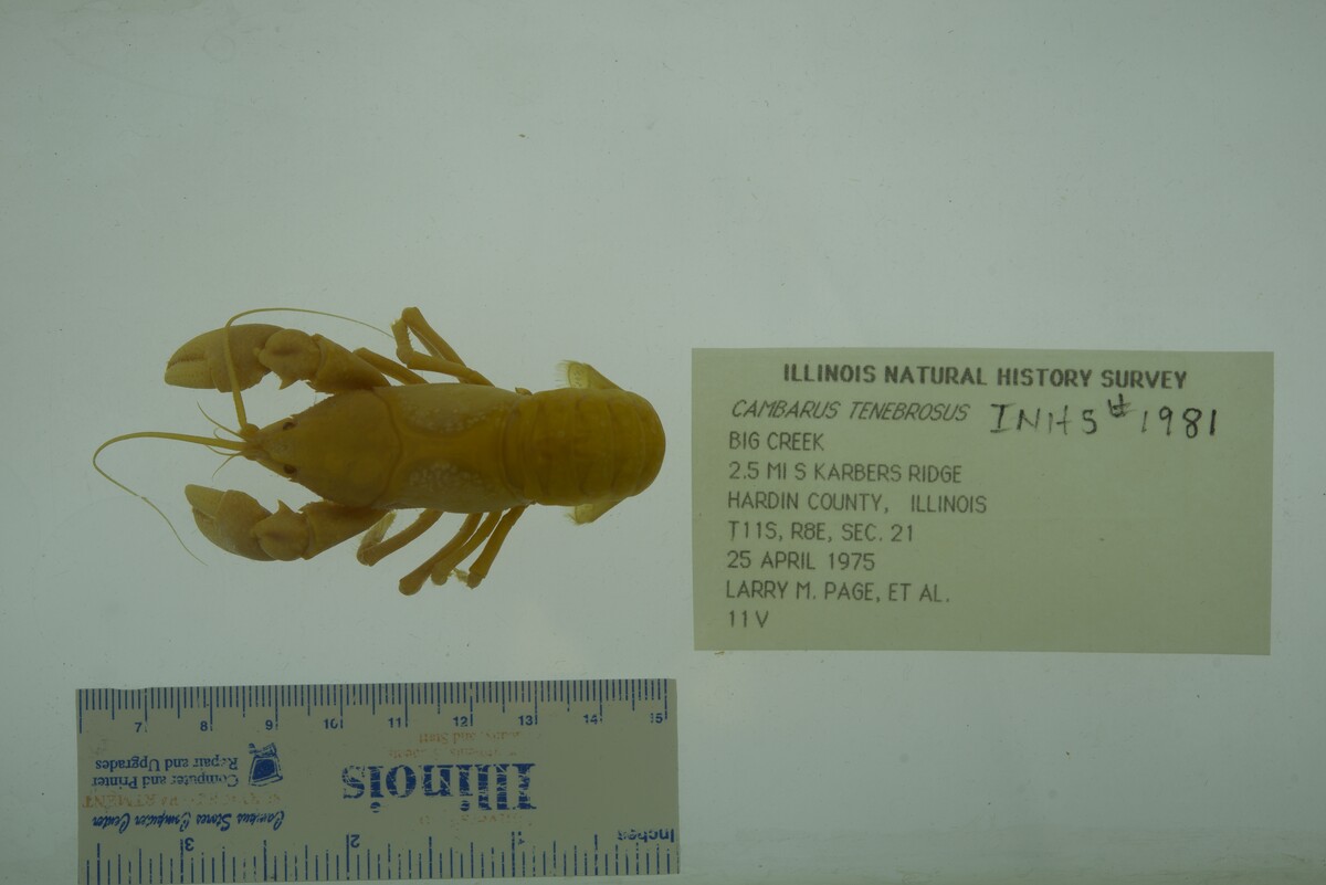 Cambarus tenebrosus image